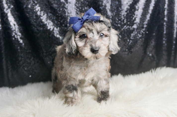 Moss – Poodle - Image 2