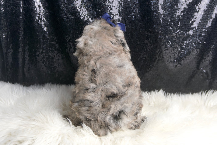 Moss – Poodle - Image 3