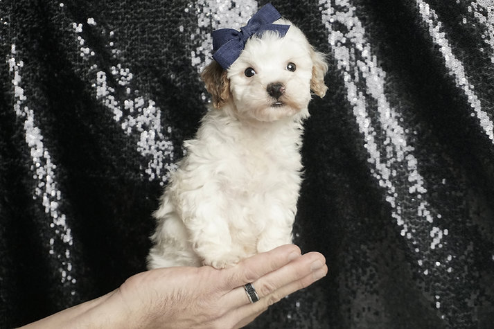 Nitro – Poodle - Image 3