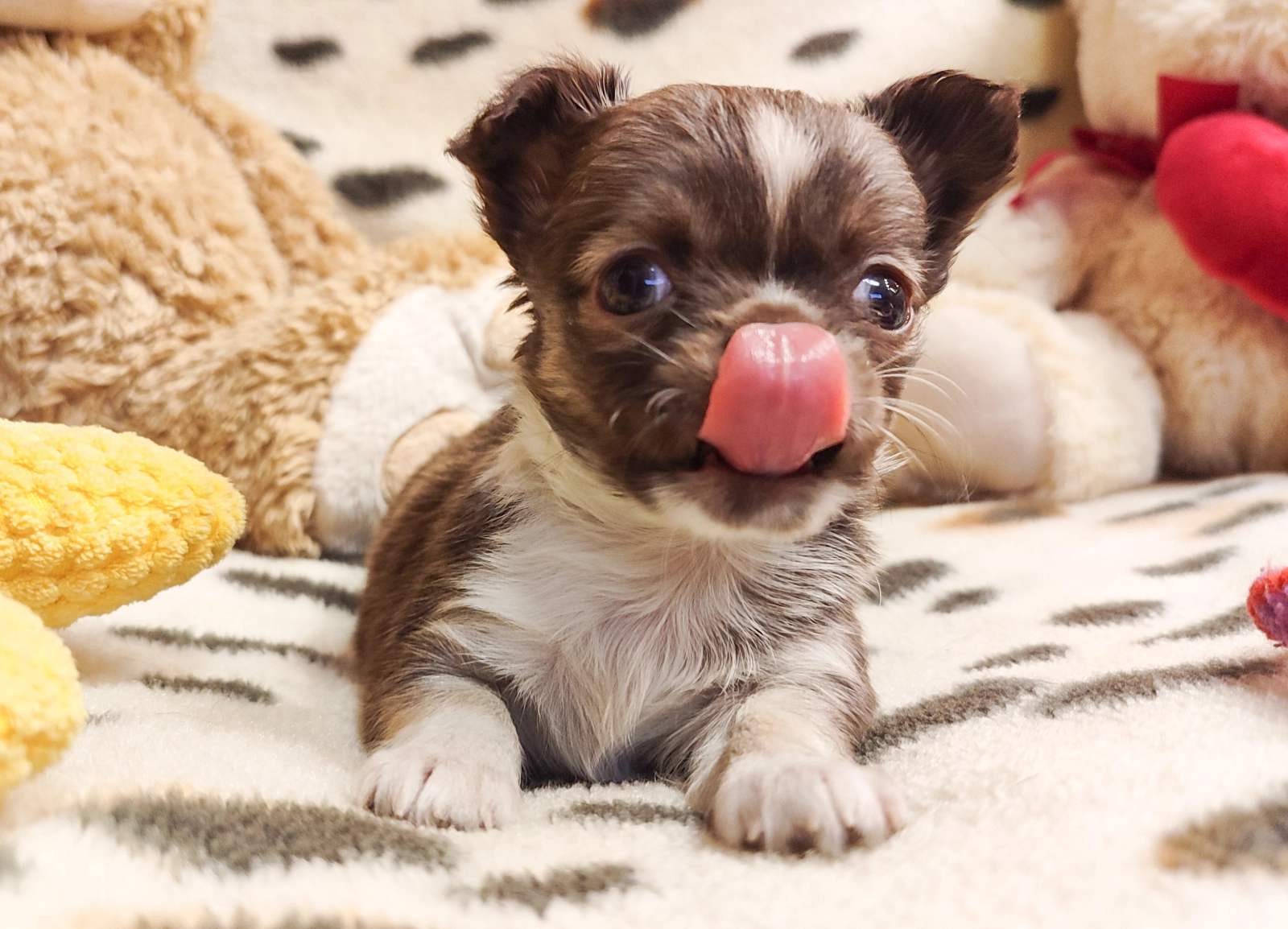 Ren – Chihuahua - Image 3