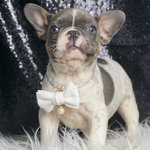 Rocky – French Bulldog