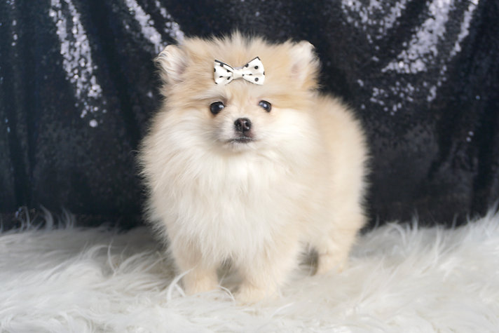 Snow White – Pomeranian - Image 3