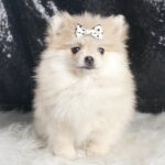 Snow White – Pomeranian - Image 2