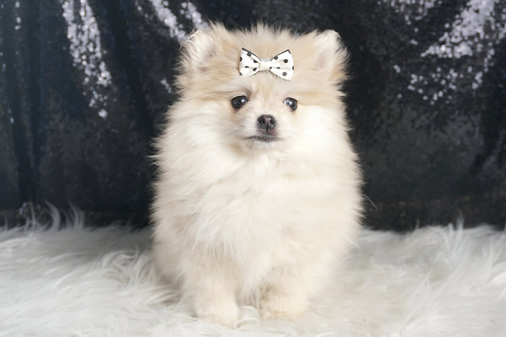 Snow White – Pomeranian - Image 4