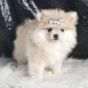 Snow White – Pomeranian