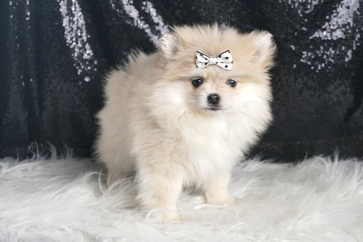 Snow White – Pomeranian