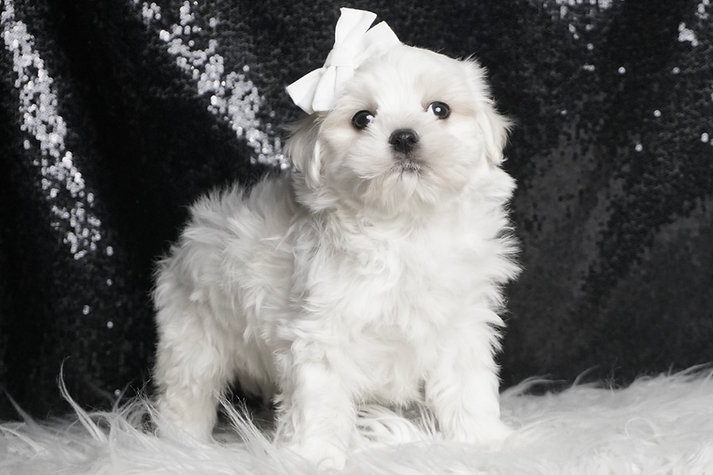 Solstice – Maltese - Image 2