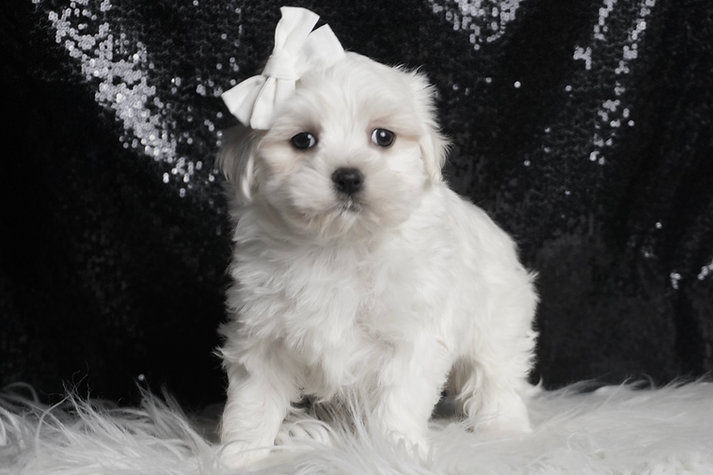 Solstice – Maltese - Image 3