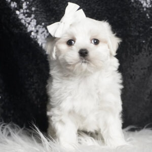 Solstice – Maltese