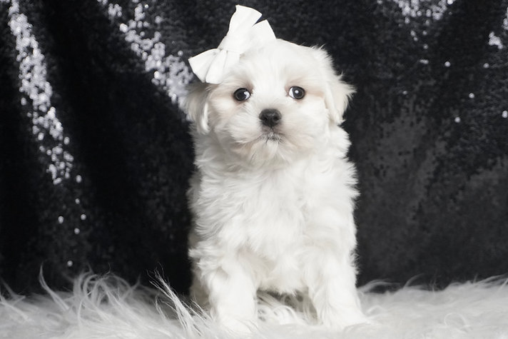 Solstice – Maltese