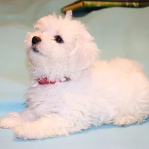 Sweetheart – Bolognese