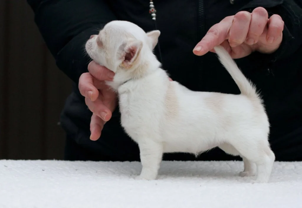 Taffi – Chihuahua - Image 2