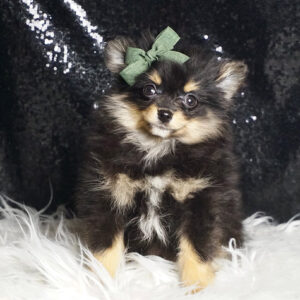 Teddy – Pomeranian