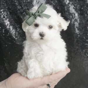 Tinker Toy – Maltese