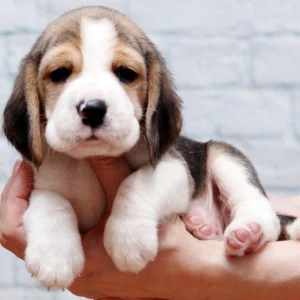 TrailBlazer – Beagle