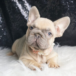 Vera – French Bulldog