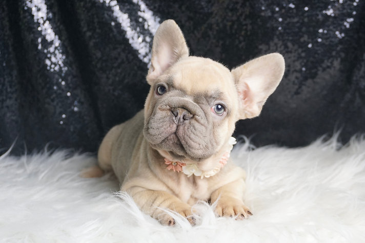 Vera – French Bulldog