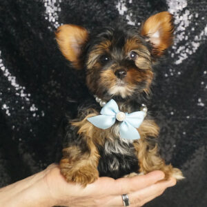 Vincent – Yorkshire Terrier