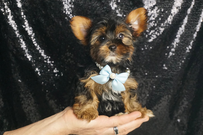 Vincent – Yorkshire Terrier