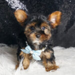 Vincent – Yorkshire Terrier - Image 3