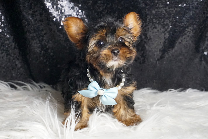 Vincent – Yorkshire Terrier - Image 2