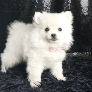 Vivien – Pomeranian