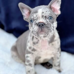 Michele – French Bulldog