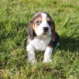 Isaac – Beagle