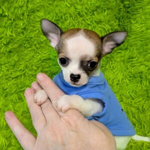 Rito – Chihuahua