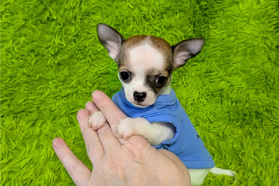 Rito – Chihuahua