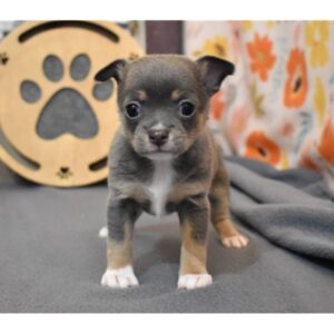 Lavender – Chihuahua