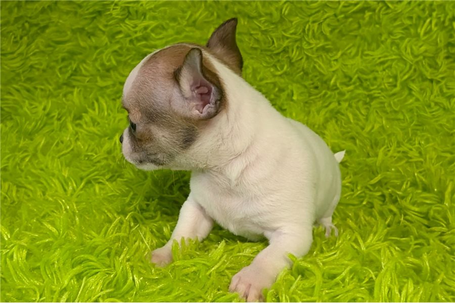 Rito – Chihuahua - Image 2