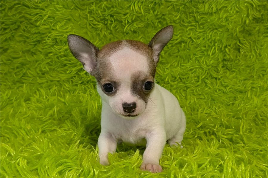 Rito – Chihuahua - Image 3