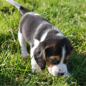 George – Beagle