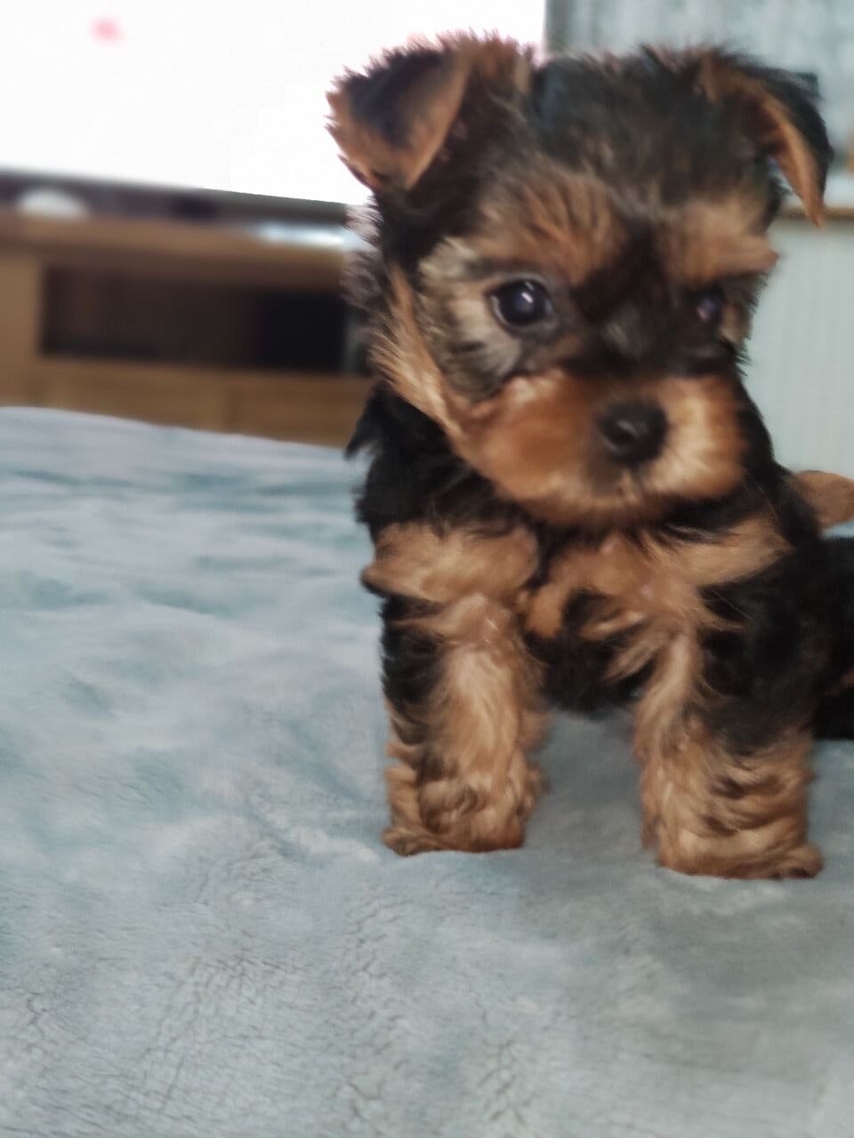 Huddersfield Ben – Yorkshire Terrier