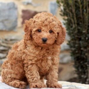 Ben – Toy Poodle