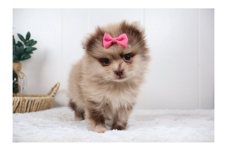 Gabriella – Pomeranian - Image 4