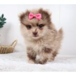Gabriella – Pomeranian