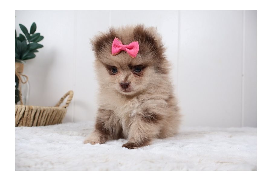 Gabriella – Pomeranian - Image 3