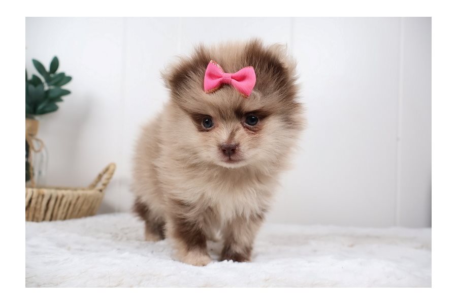 Gabriella – Pomeranian - Image 2