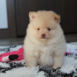 Heidi – Pomeranian