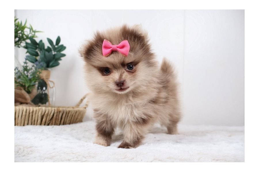 Gabriella – Pomeranian - Image 5